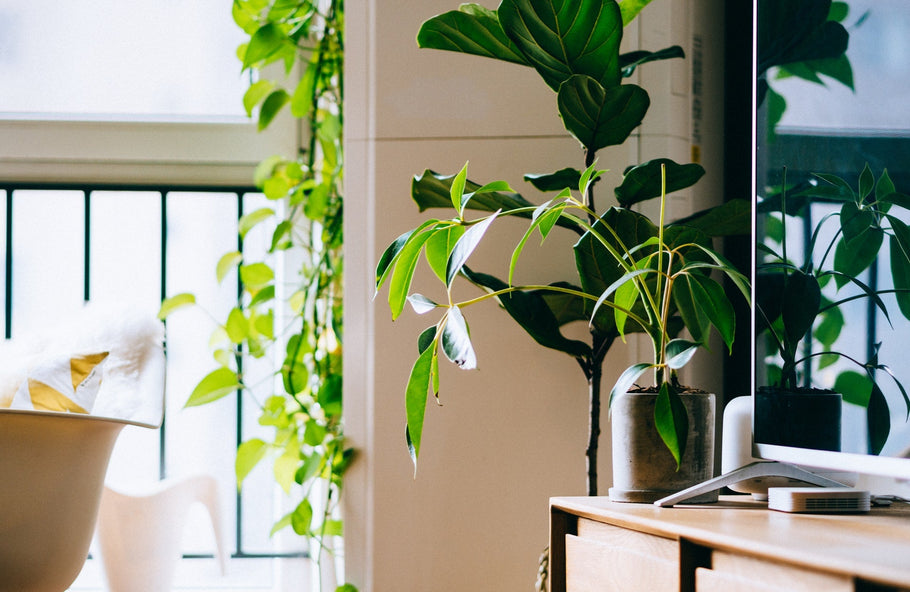 Money-Saving Cleaning Tips | Eco-Friendly Cleaning in Melbourne